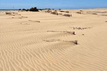 Las Dunas de Maspalomas recuperan sus ondulaciones y paisaje de hace 50 años (Foto Miguel Ángel Peña)